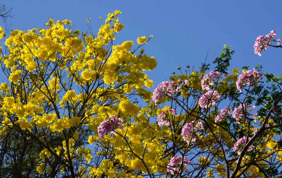 Ipês amarelo e rosa no campus Pampulha