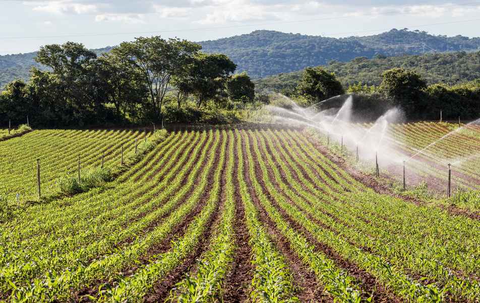 Plantações no campus regional da UFMG em Montes Claros