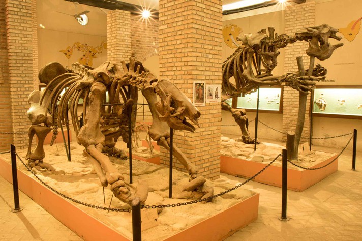 Lucas Braga / UFMG Museu de História Natural da UFMG