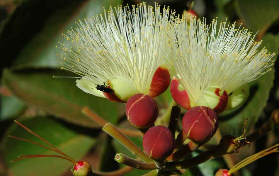 Flor de pequi