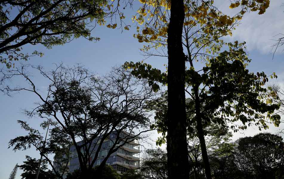 Ipê amarelo próximo ao prédio da Reitoria no campus Pampulha