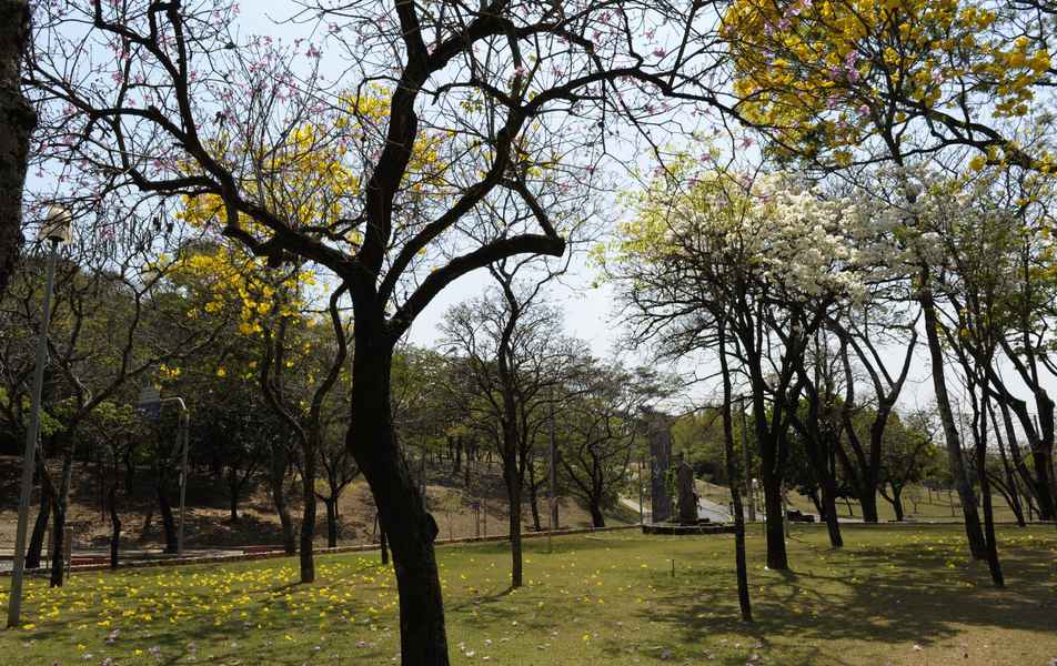 Ipês no campus Pampulha