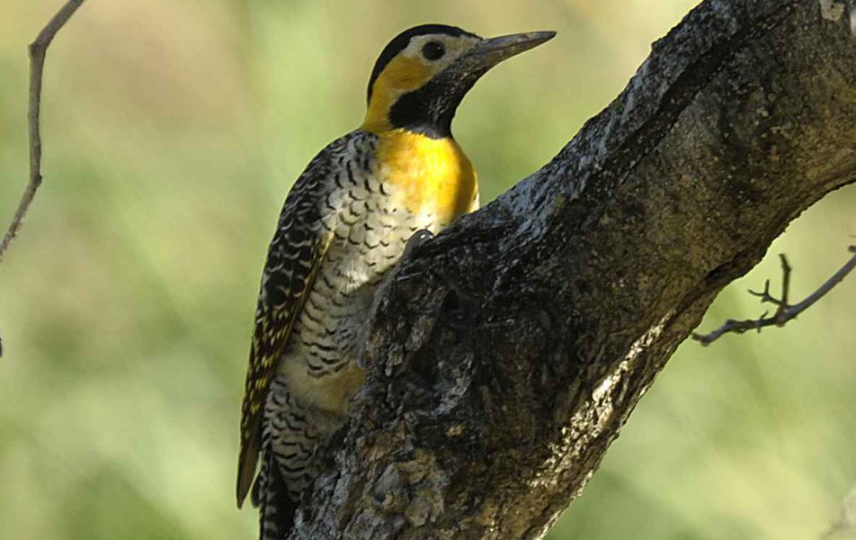 Pica-pau-do-campo