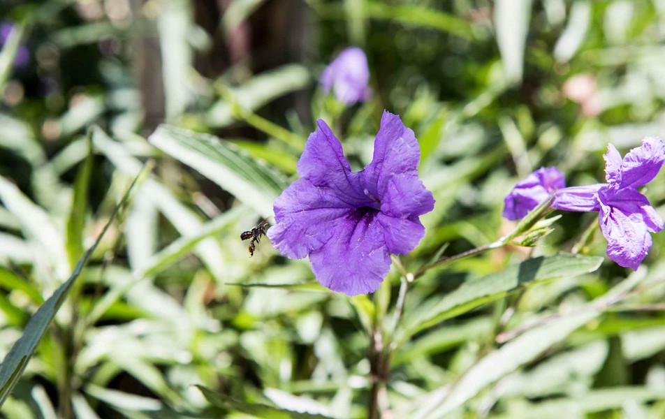 Flores no cerrado, no campus regional da UFMG em Montes Claros