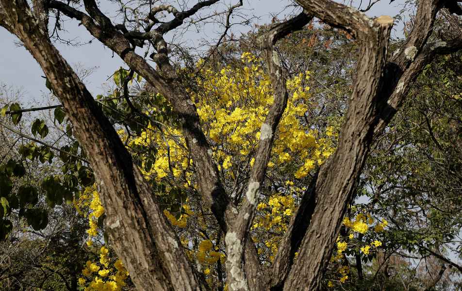 Ipê amarelo no campus Pampulha