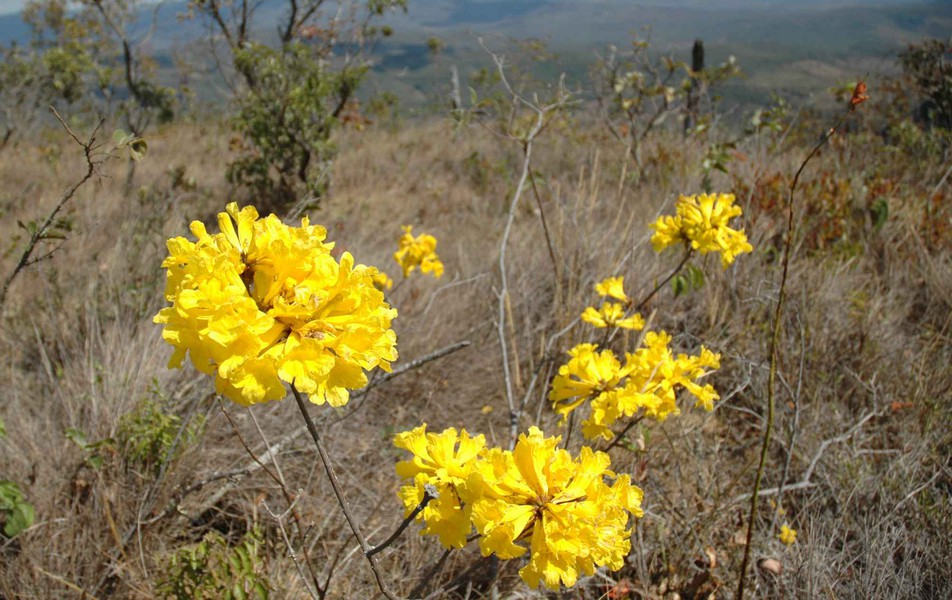 Ipê Amarelo, árvore nativa do cerrado