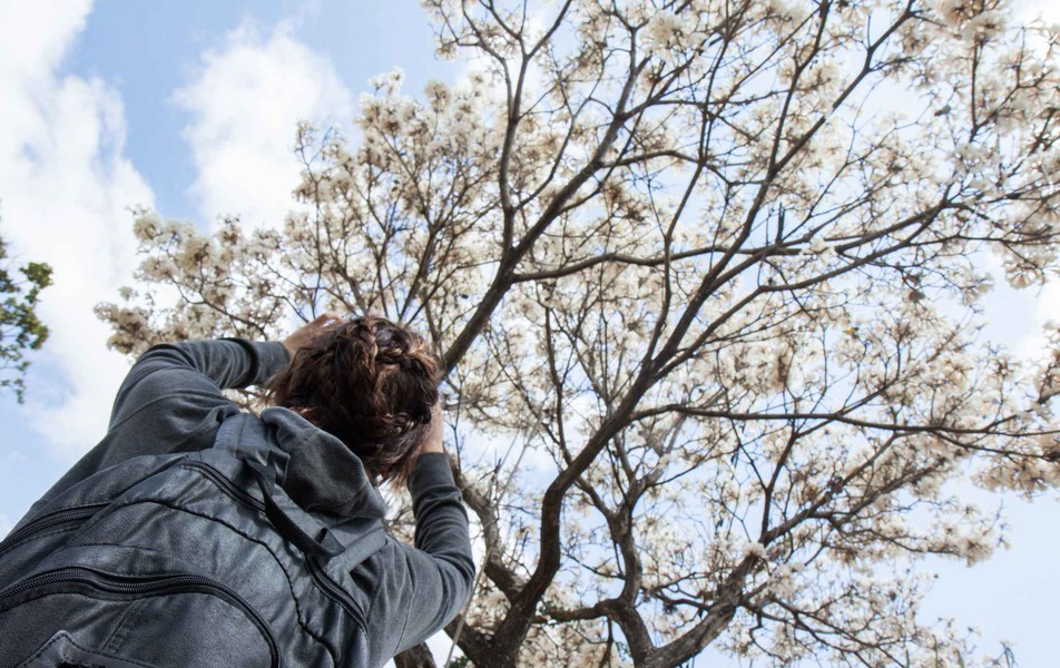 Ipê branco sendo fotografado no campus Pampulha
