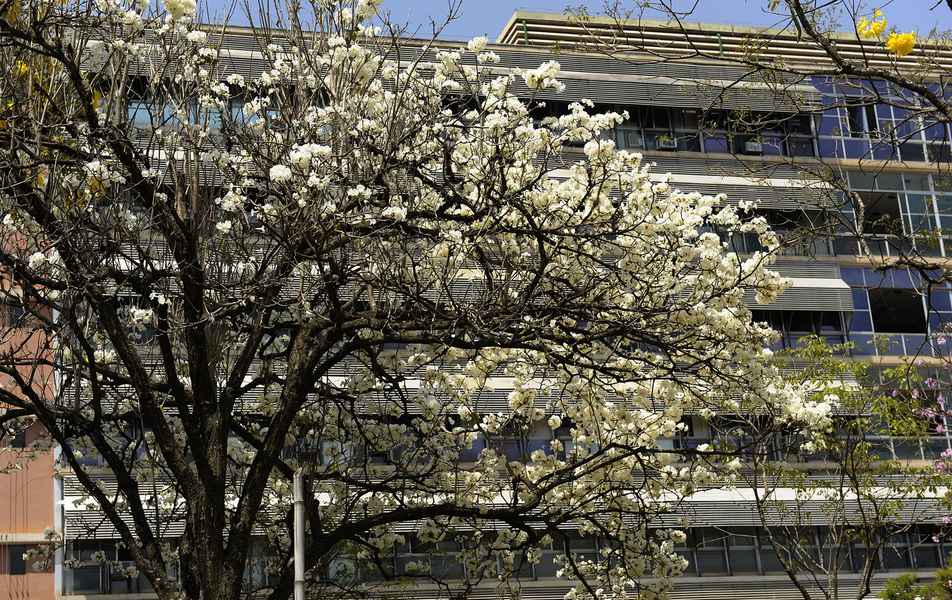 Ipê branca aos fundos do prédio da Reitoria