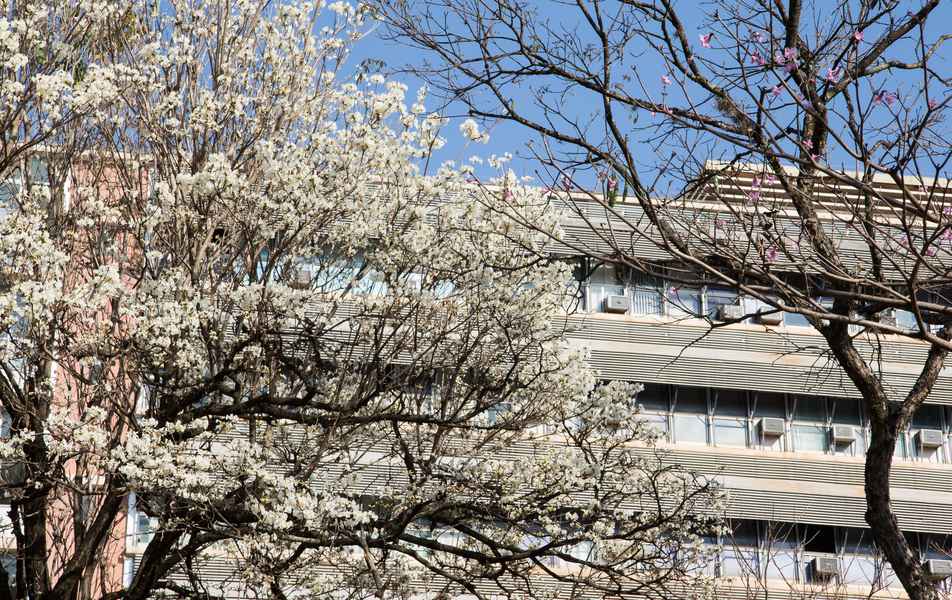 Ipê branco no campus Pampulha