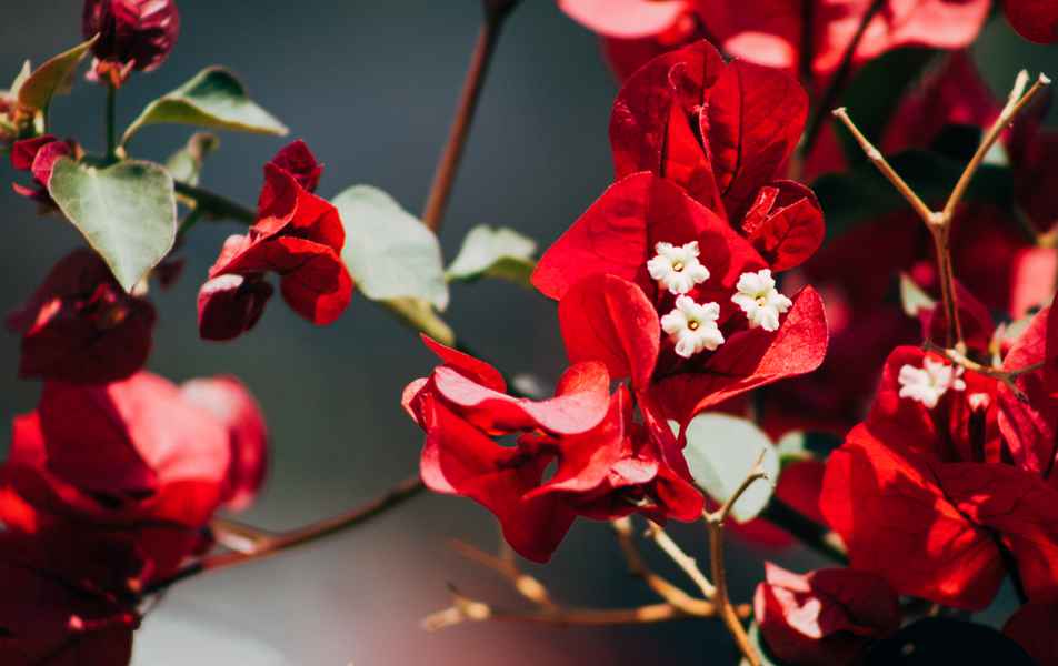 Bougainville no Instituto de Ciências Exatas, no campus Pampulha