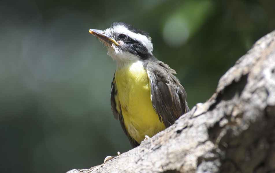 Bem-te-vi
