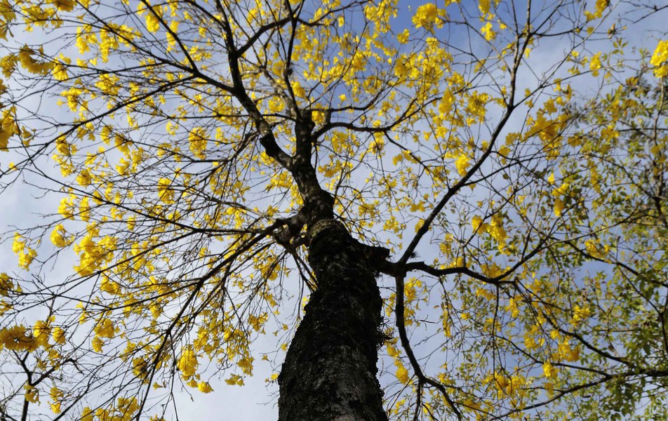 Ipê amarelo no campus Pampulha