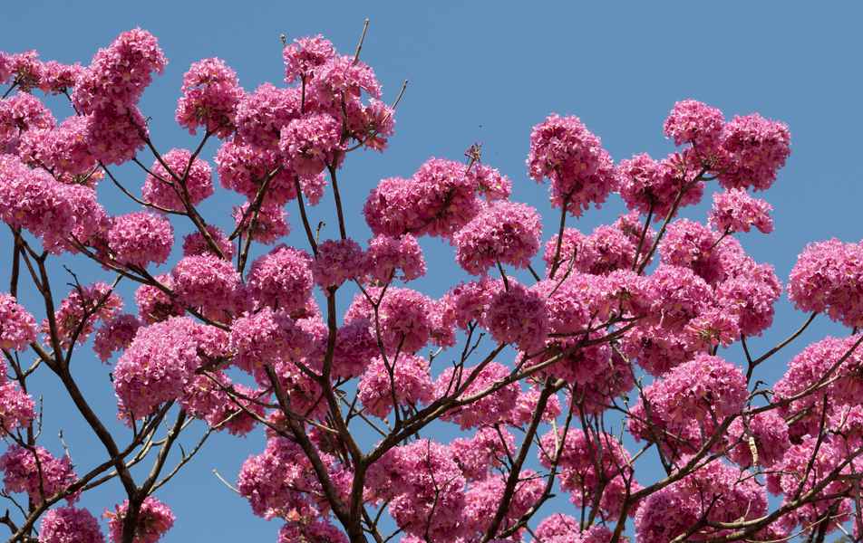 Ipê rosa no campus Pampulha