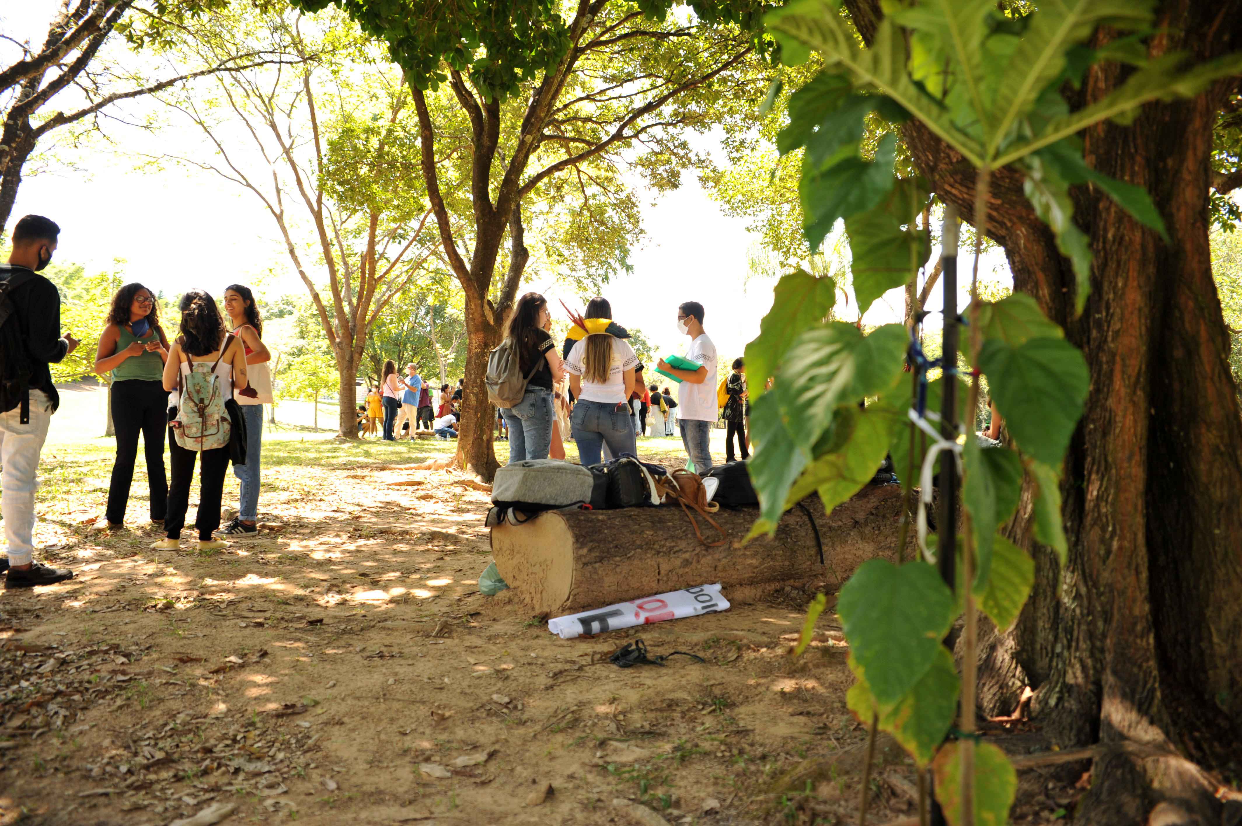 <p>Muda de jenipapeiro (no primeiro plano) será plantada no Bosque da Música em outubro</p>