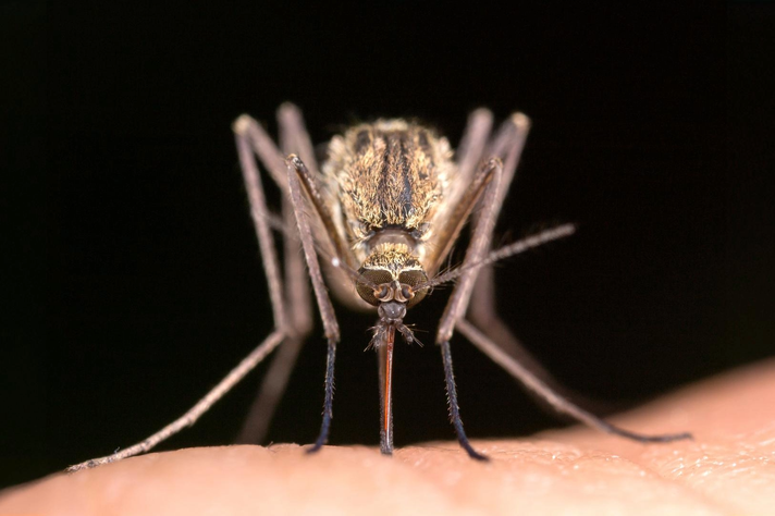 Adobe Express Vindo da África por meio de ovos nos navios com pessoas escravizadas, mosquito transmissor da dengue se espalhou pelo mundo